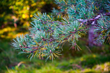 Pine Branch with Needles in Forest © EVGENII