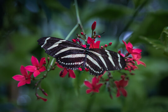 Zebra longwing butterfly with striped wings feeding on bright red flowers