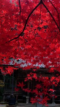 【縦動画】秋風に揺れる燃えるように真っ赤に紅葉したモミジ 4K 