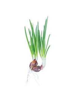Fresh green onion sprout growing from bulb with visible root showing vibrant life, healthy plant growth representing hope and vitality for culinary scallion shallot cooking concept