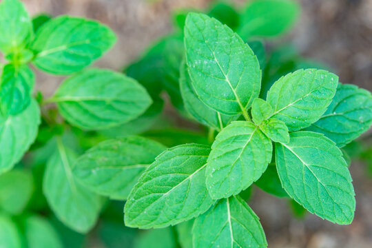 Vibrant fresh mint leaf herb plant foliage growing in garden nature shows organic green vitality, creating cheerful serene feeling for healthy culinary outdoor background photo
