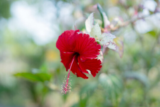 Red hibiscus flower in soft garden bokeh with green foliage and delicate petal detail