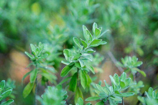Green plant leaves in soft focus garden background with fresh foliage and natural growth