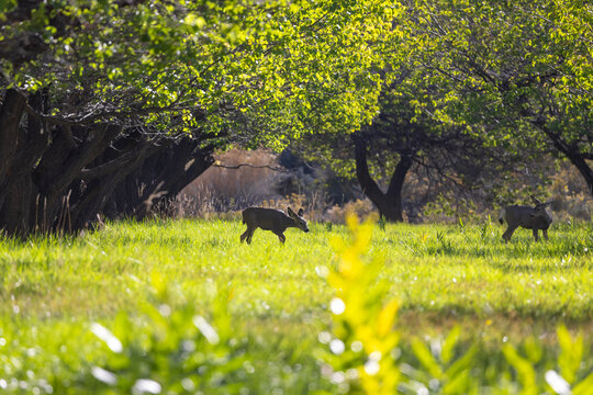 Deer walking in sunny meadow under lush green trees