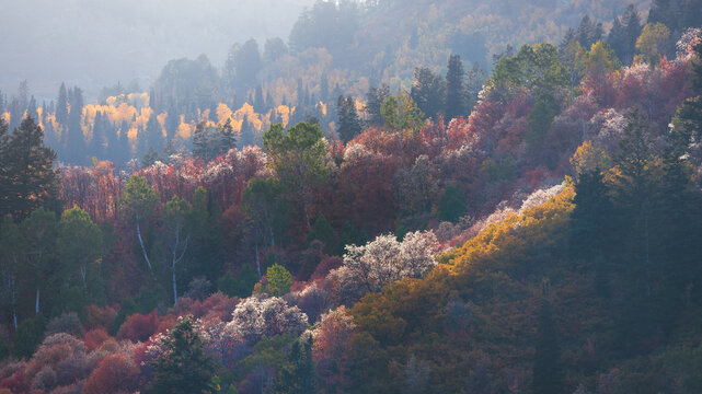 Autumn foliage covering mountainside with colorful trees