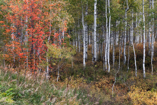 Autumn birch and aspen trees showing colorful foliage