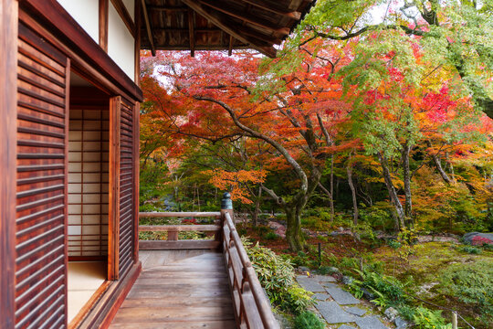 Peaceful Zen atmosphere, A scenic view of red and orange autumn foliage from a traditional Japanese temple balcony
