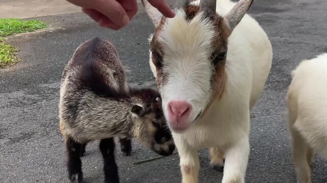 Two pygmy goats approach a person, allowing them to be scratched between the horns in turn. A natural scene of interaction between a human and domestic animals.