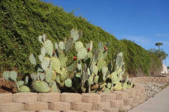 A healthy prickly pear cactus, Opuntia ficus-indica, shows spiky flat pads and red fruits growing in a curved landscape bed under clear skies, Phoenix, Arizona