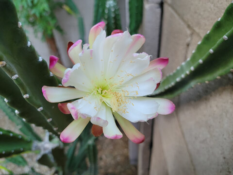 Vibrant flower of the Peruvian apple cactus, scientifically named Cereus repandus, displays white petals with pink tips, Phoenix, AZ