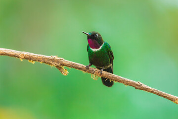 Fototapeta premium A male Gorgeted Sunangel hummingbird displaying its brilliant magenta-pink throat gorget, white chest band, and dark velvety plumage while perched on a lichen-covered branch in Ecuador.