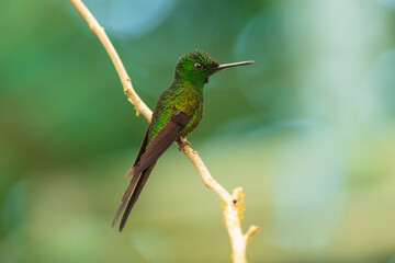 Fototapeta premium Green-crowned Brilliant hummingbird with shimmering green plumage and a straight bill perched on a thin wooden branch in the Ecuadorian cloud forest.