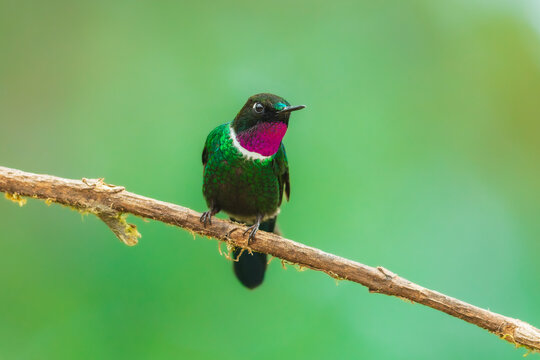 A male Gorgeted Sunangel hummingbird displaying its brilliant magenta-pink throat gorget, white chest band, and dark velvety plumage while perched on a lichen-covered branch in Ecuador.