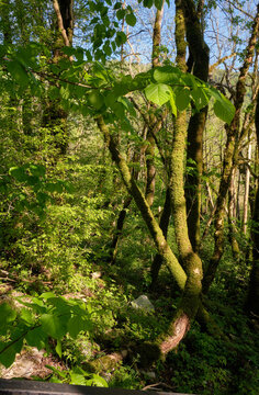 The area of Khosta Yew-Boxwood Grove. Sochi. Khostinsky district. Russia