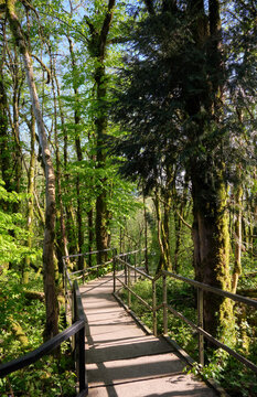 The hiking way in Khosta Yew-Boxwood Grove. Sochi.