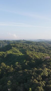 aerial view of the green forest int he morning