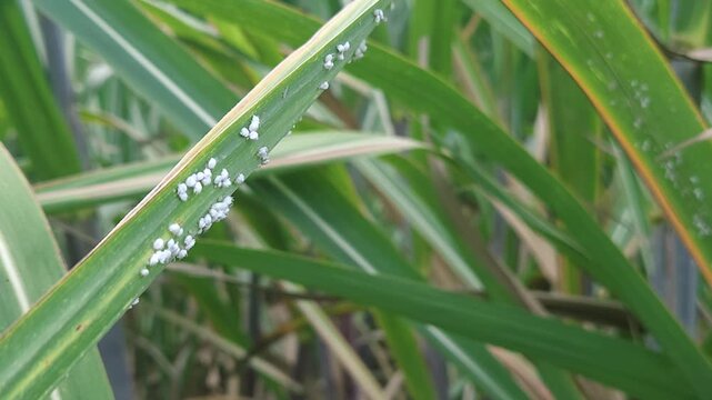 Close up details of sugarcane woolly aphid colonies coating green leaves, showing dense clusters of white, waxy pests sucking sap from the crop blade to represent destructive agricultural infections.