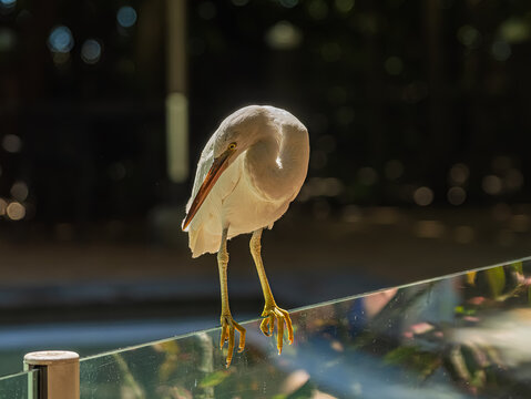 Snow Egret Perched On Glass Wall