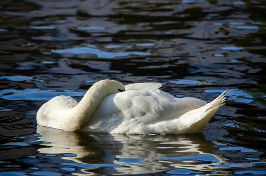 White swan in a natural setting, displaying elegance, light plumage, and a serene posture, highlighting the bird's beauty and the tranquility of the surrounding landscape.