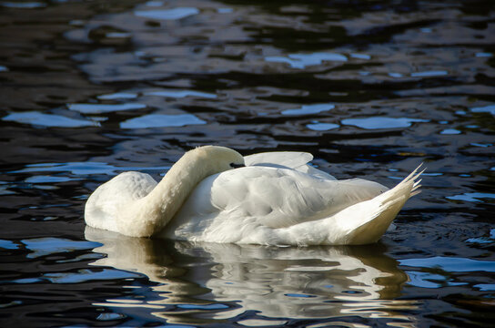 White swan in a natural setting, displaying elegance, light plumage, and a serene posture, highlighting the bird's beauty and the tranquility of the surrounding landscape.