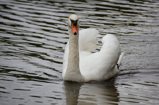 White swan in a natural setting, displaying elegance, light plumage, and a serene posture, highlighting the bird's beauty and the tranquility of the surrounding landscape.
