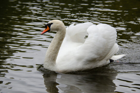 White swan in a natural setting, displaying elegance, light plumage, and a serene posture, highlighting the bird's beauty and the tranquility of the surrounding landscape.