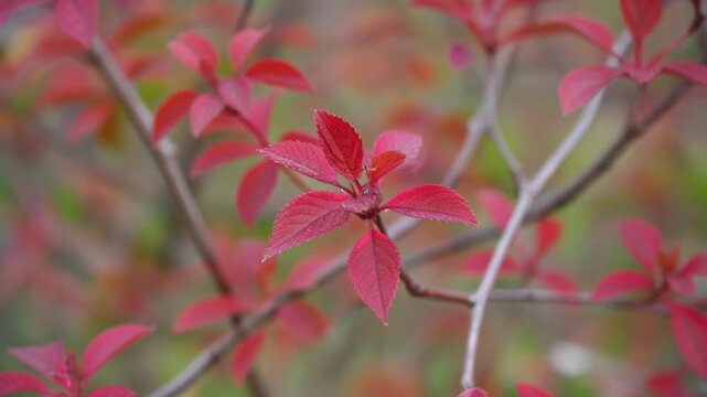ドウダンツツジの紅葉 シームレスループ動画背景 16:9 4K
