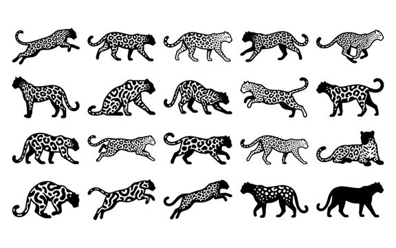Set of black and white leopard silhouettes showing various poses and movements of wild cats