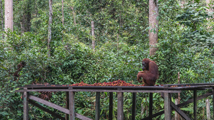 Feeding orangutans in the Tanjung Harapan  Orangutan Rehabilitation Center. An adult primate sits on a plank platform in front of a pile of fruits. Side view. Thickets of green jungle trees. Indonesia © Вера 