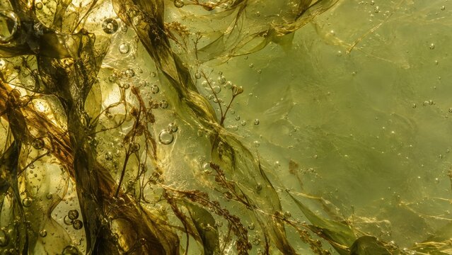 Translucent seaweed drifting in amber underwater light