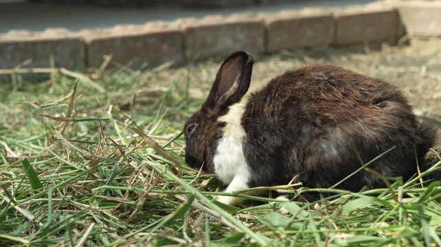 rabbit looks small on the ground in the middle of nature, rabbit spends most of its time sleeping and resting so that it can grow strong and healthy.