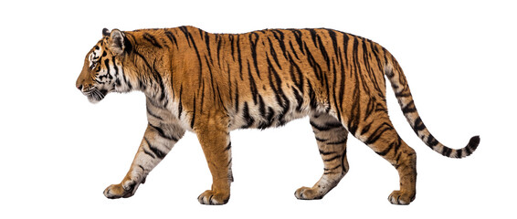 Fototapeta premium Bengal Tiger Walking Isolated on Transparent Background