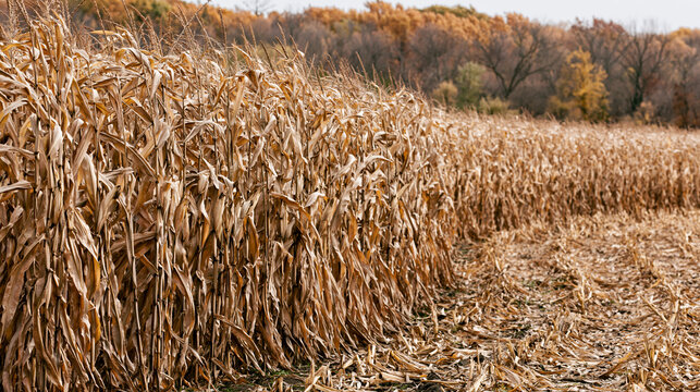 Dried corn stalks standing tall in an agricultural field during the golden autumn harvest season today