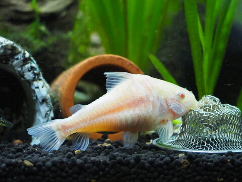 Albino Corydoras aeneus freshwater aquarium fish