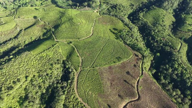 Sunlit terraced tea fields on rolling hills captured from high aerial drone perspective.