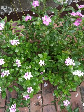 Pink periwinkle flowers blooming on green plant in garden 