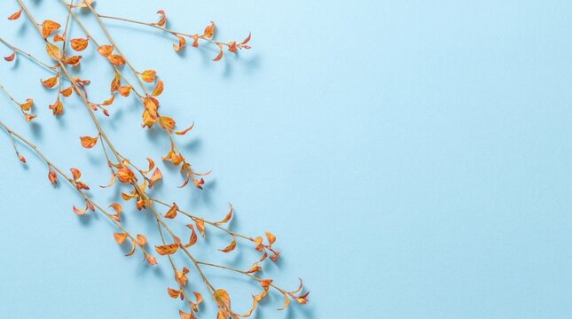 Minimalist composition of dried orange plant branches and stems on a solid light blue background with copy space