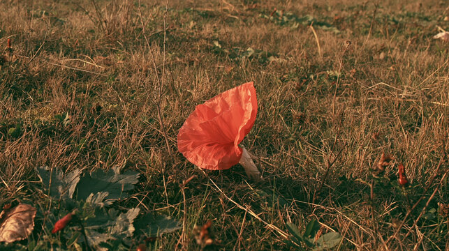 Orange poppy flower amid dry grass and wild vegetation, creating raw natural scene with unexpected visual chaos and warm light