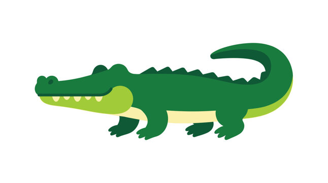 Green alligator illustration on a white background depicts a reptile profile