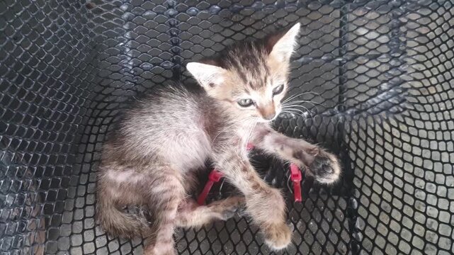 A clever, curious, fluffy kitten with a light yellow tabby pattern and bright eyes lies in a wire basket outdoors.