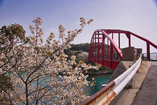 対馬　赤島大橋と桜