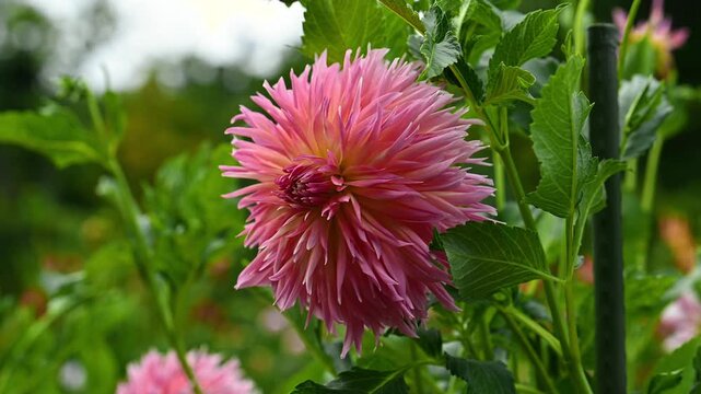 Close up of a vibrant pink Dahlia Pinelands Princess flower with yellow core swaying in wind in summer garden with copy space.