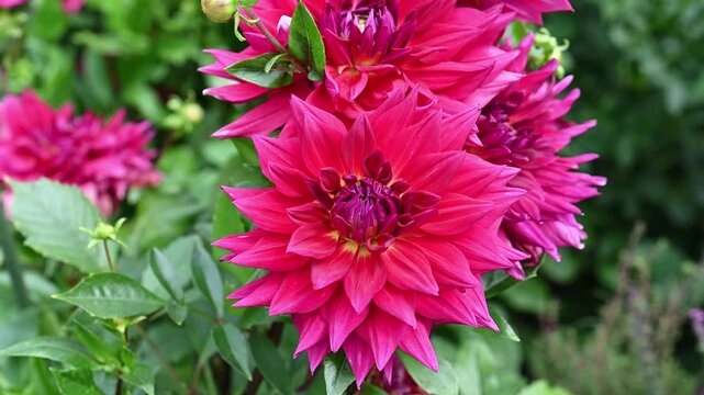 High angle view of a bunch of vibrant magenta Dahlia Maxi Jocondo flowers with yellow and purple core moving in wind in garden.