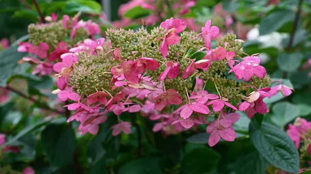 Close up of a pink Hydrangea paniculata Early Sensation branch swaying in wind with copy space on blurry background in summer garden.