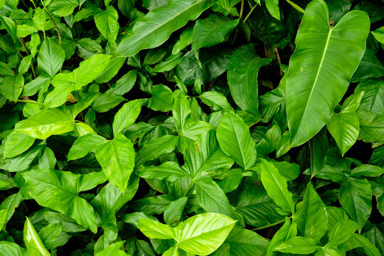 Close‑up lush green taro‑like leaves (talas‑talasan) with rich tropical foliage, symbolizing freshness, biodiversity, and rainforest greenery for botanical, ecological, and design concepts.