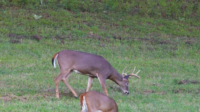 Whitetail buck walks and grazes with hard antlers in grassy meadow