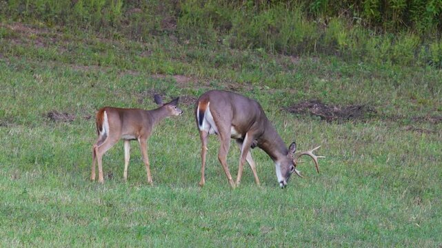 Whitetail doe fawn sniffs grazing buck in late summer hayfield