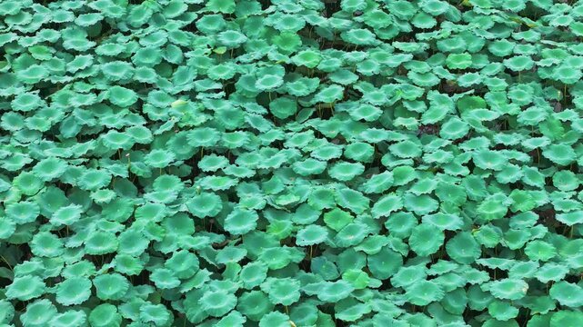 Camera moves backward and tilts up over dense vibrant aquatic lotus leaves on water surface under soft diffuse daylight, creating an organic natural green texture.
