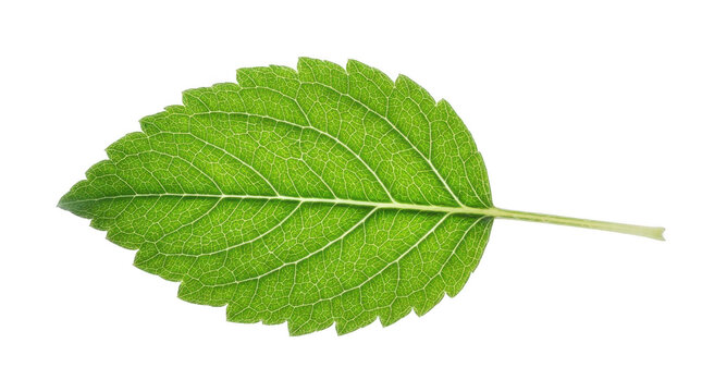 Fresh green leaf with visible vein structure isolated on transparent background