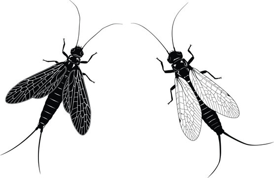 Stonefly insect vector silhouette and line art illustration set isolated on white background for entomology design